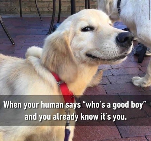 dog good boy y.jpg